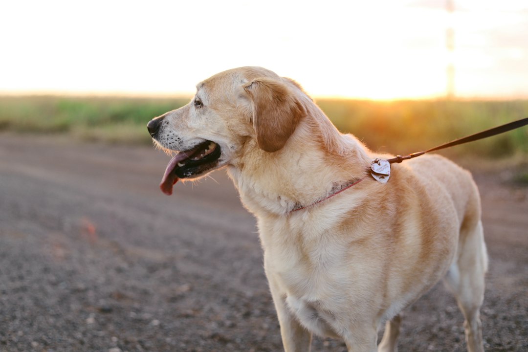 Arthrose beim Hund