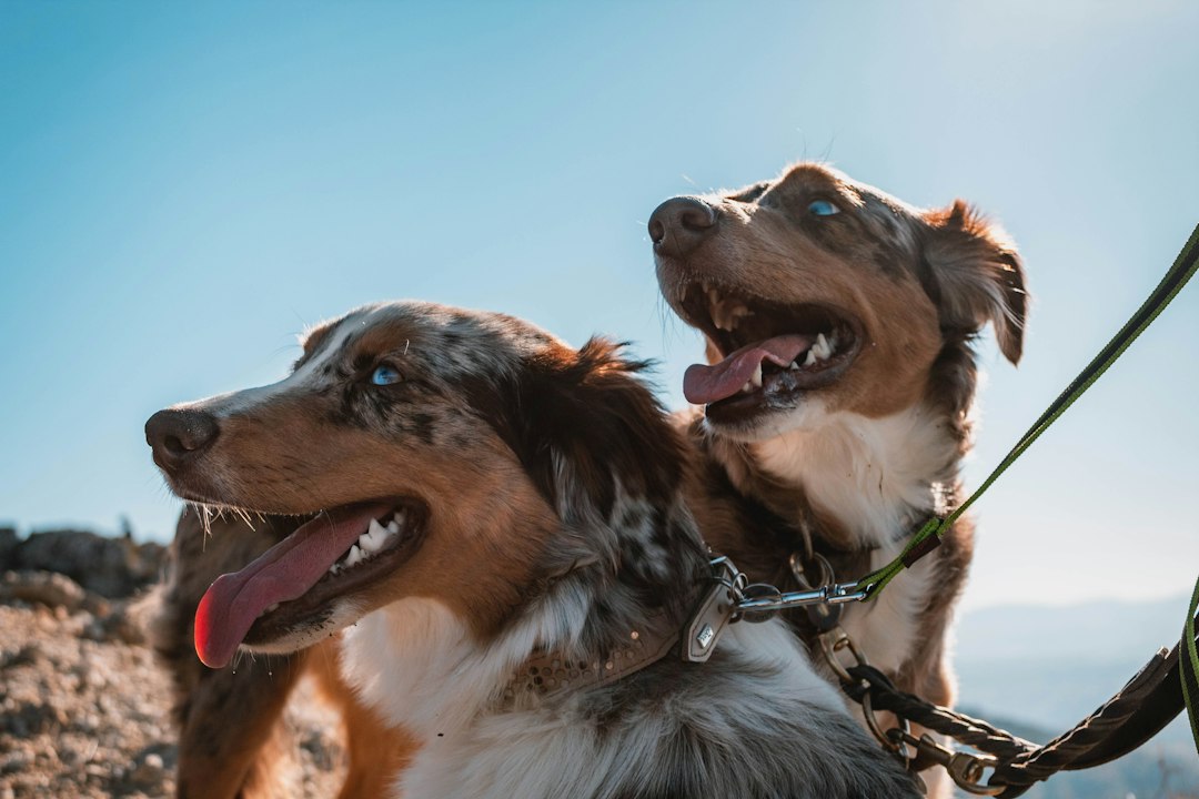 Australian Shepherd bei einem Spaziergang