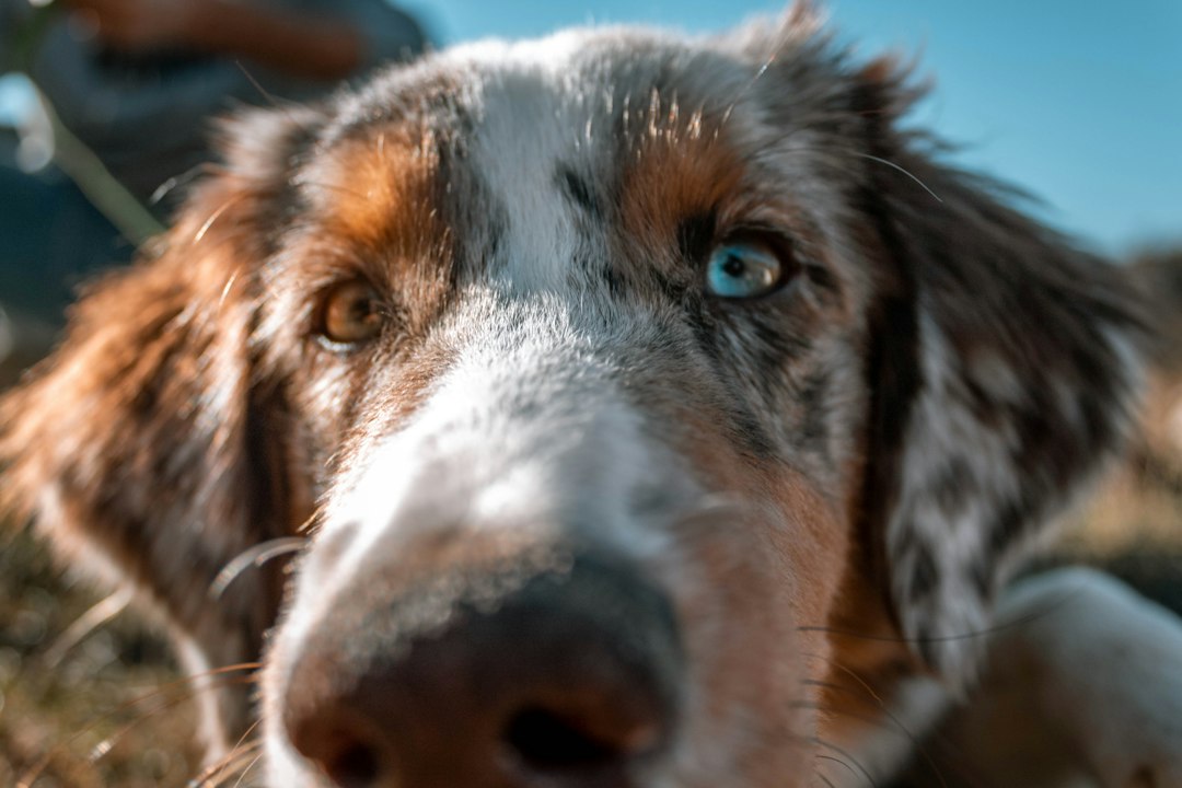 Australian Shepherd im Freien