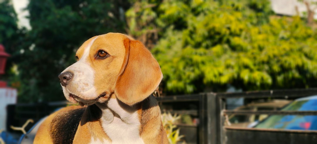 Beagle bei einem Spaziergang
