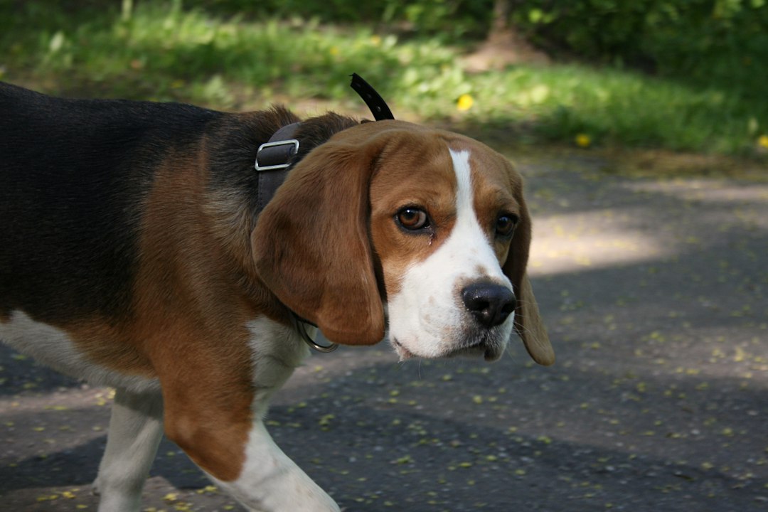 Beagle im Freien