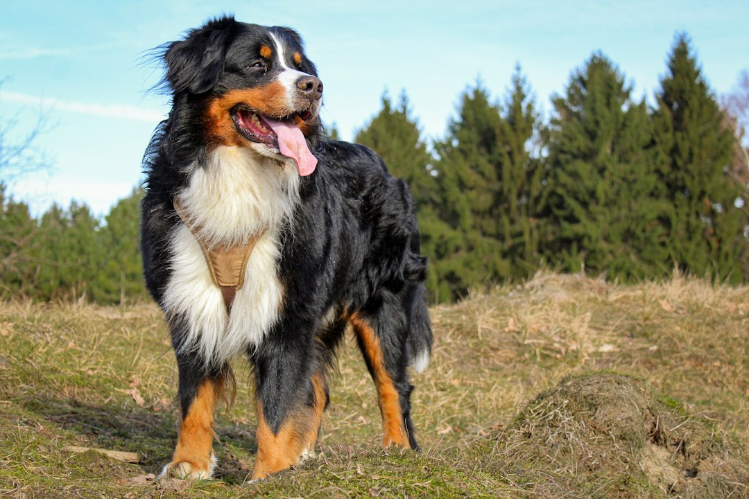 Berner Sennenhund bei einem Spaziergang