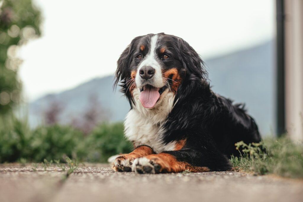 Berner Sennenhund im Freien