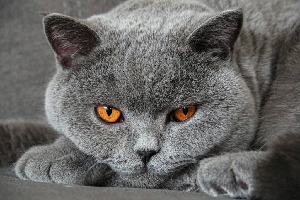Blaugraue Katze als Symbolfoto für Chartreux, Aufnahme von Marijn van der Marel