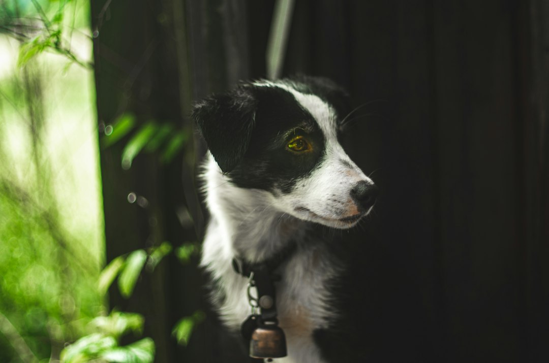 Border Collie bei einem Spaziergang