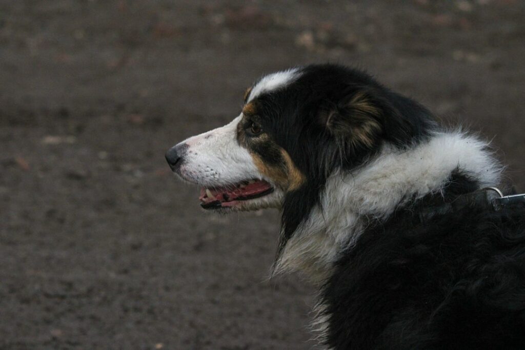 Border Collie im Freien