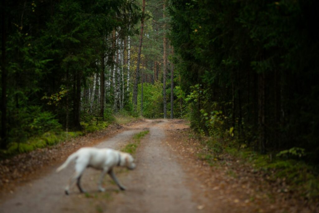 Hund im Wald als Symbol für Zecken und Borreliose