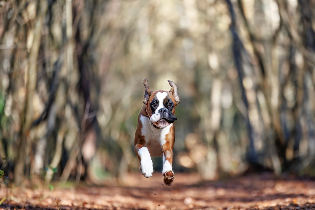 Boxer bei einem Spaziergang