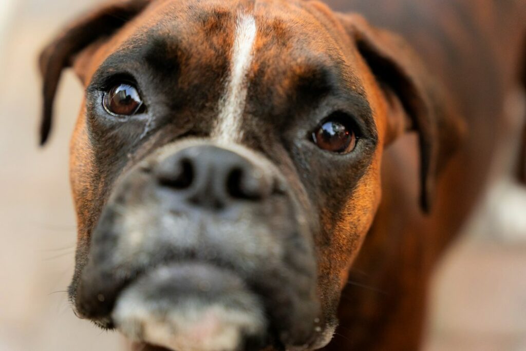 Boxer im Freien