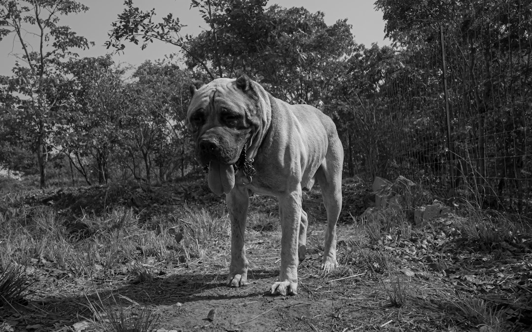 Cane Corso bei einem Spaziergang