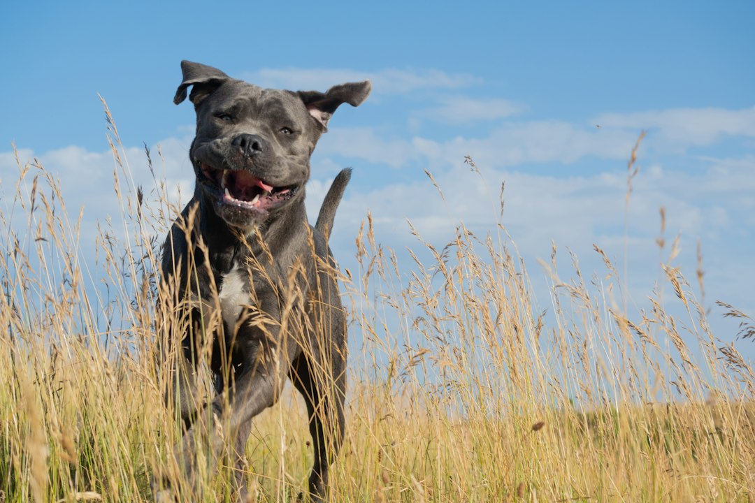 Cane Corso im Freien