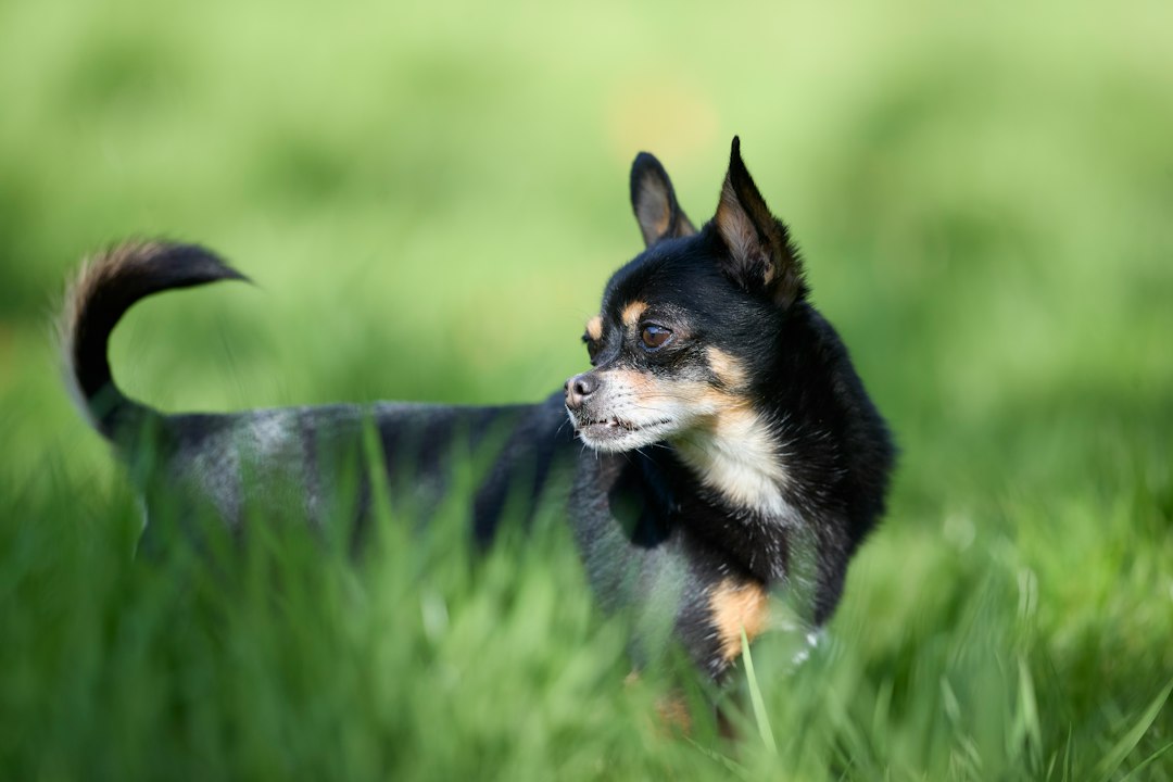 Chihuahua bei einem Spaziergang