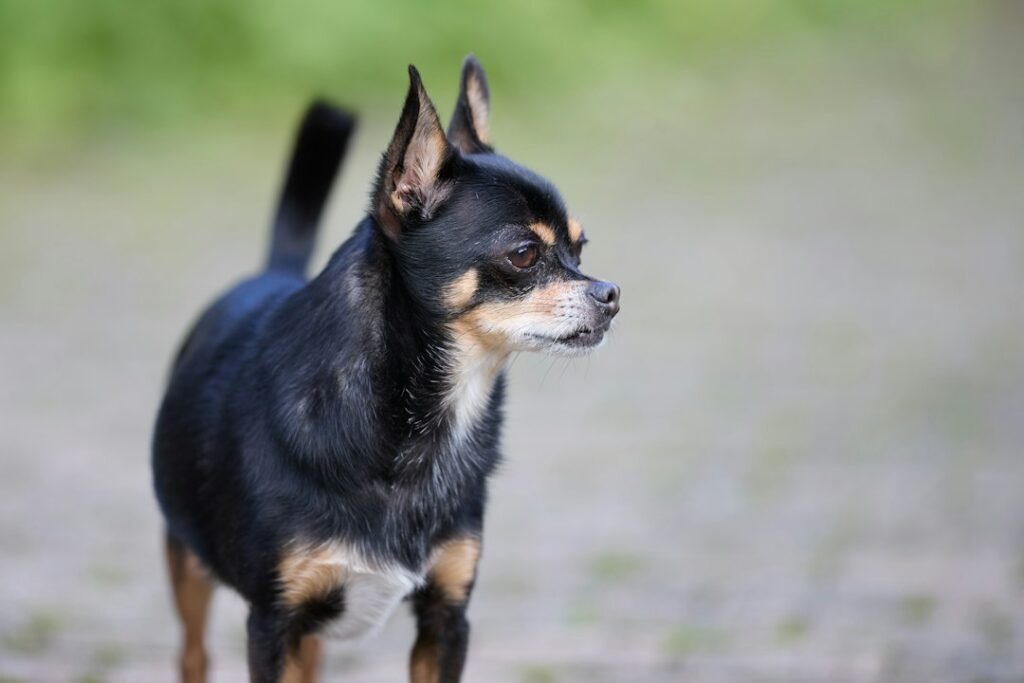 Chihuahua im Freien