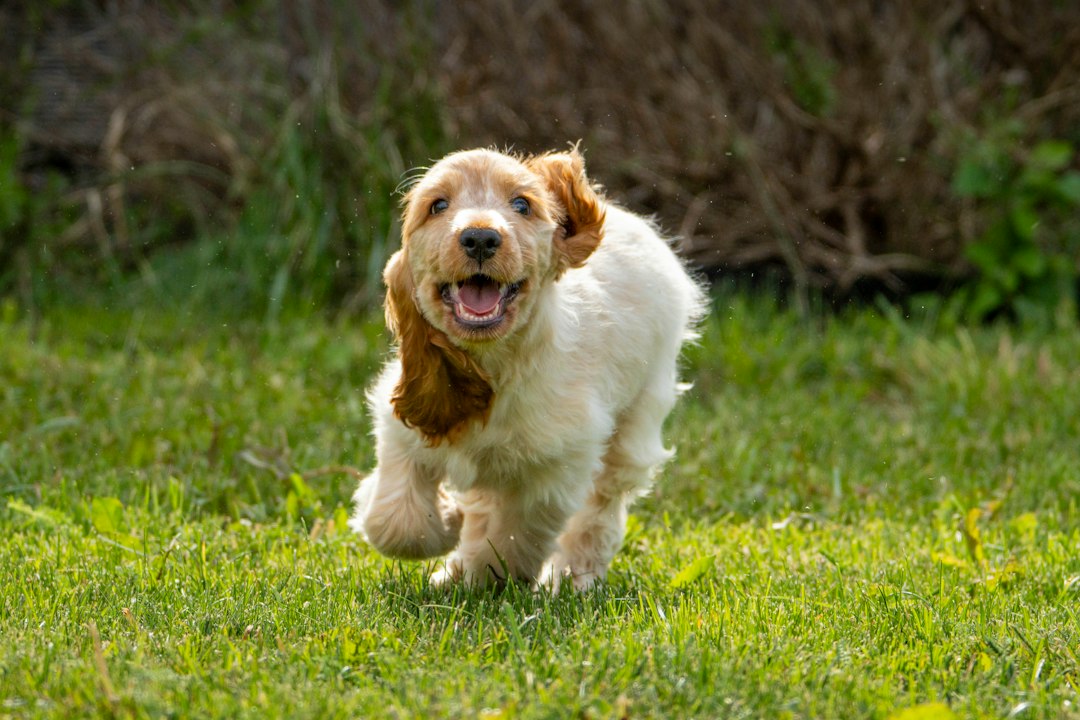 Cocker Spaniel bei einem Spaziergang
