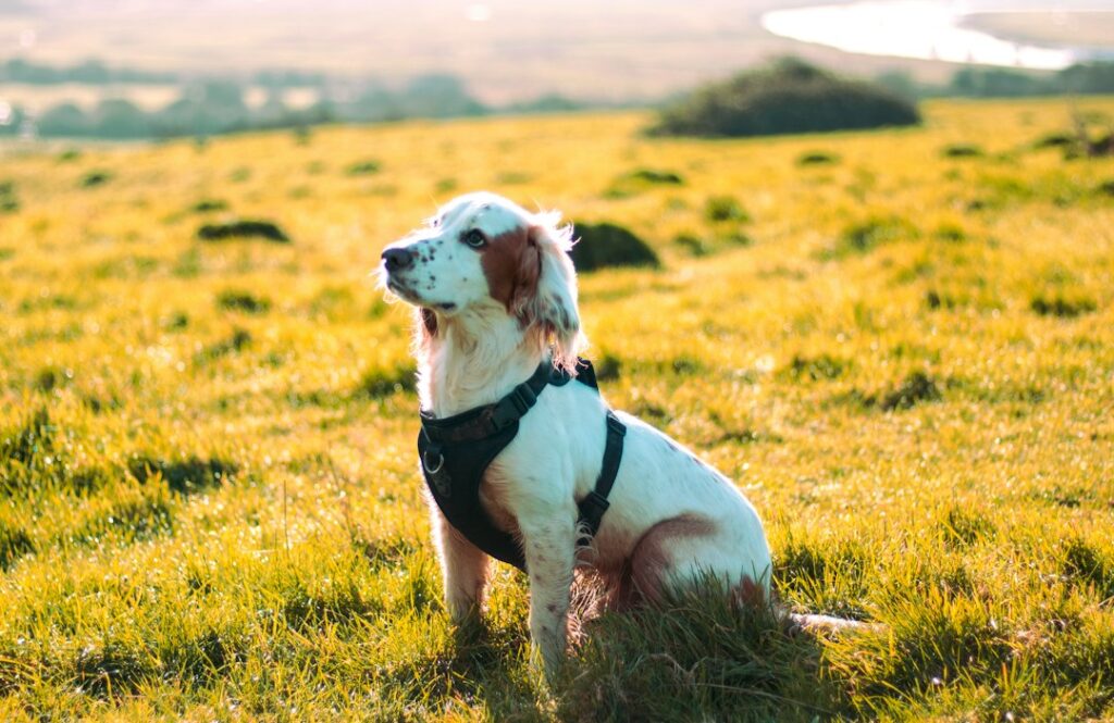 Cocker Spaniel im Freien