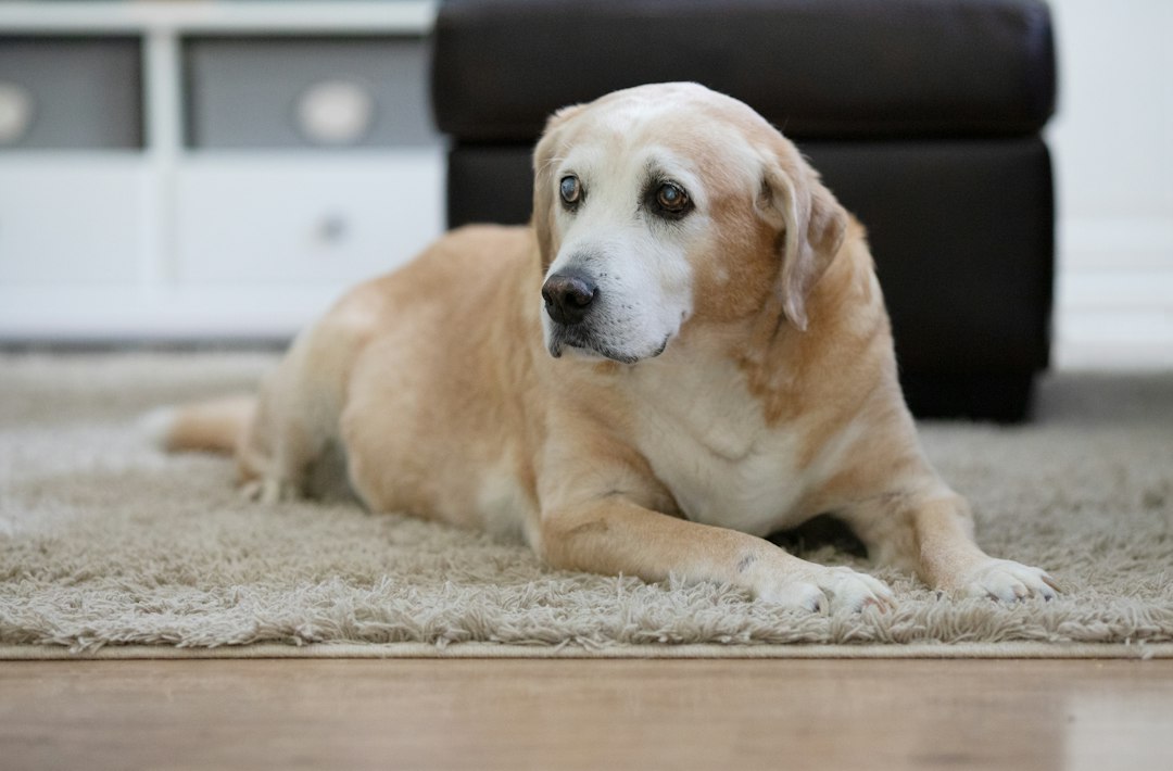 Demenz beim Hund