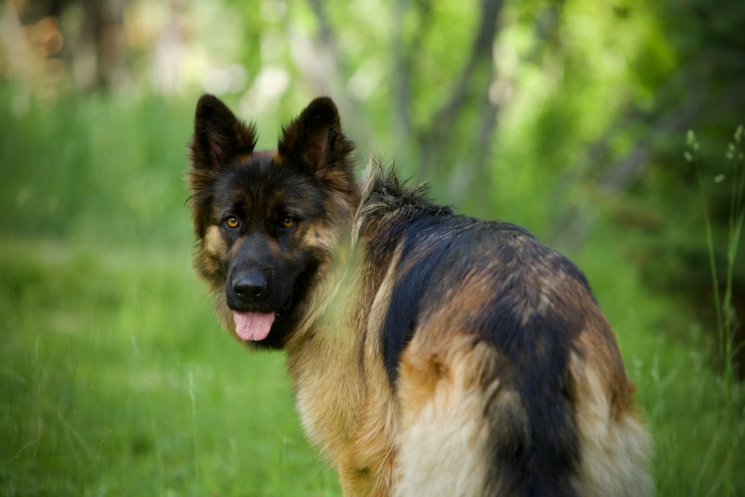 Deutscher Schäferhund bei einem Spaziergang