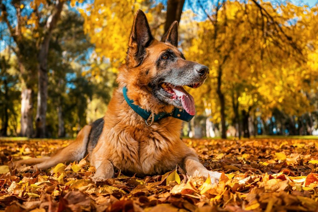 Deutscher Schäferhund im Freien