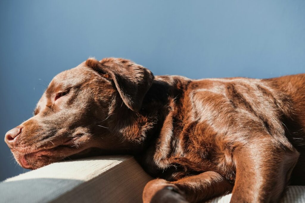 Hund als Symbol für Diabetes beim Hund