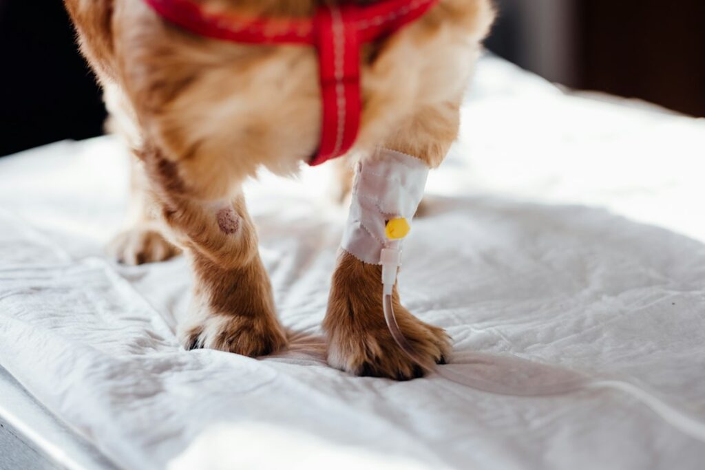 Hund bei tierärztlicher Versorgung