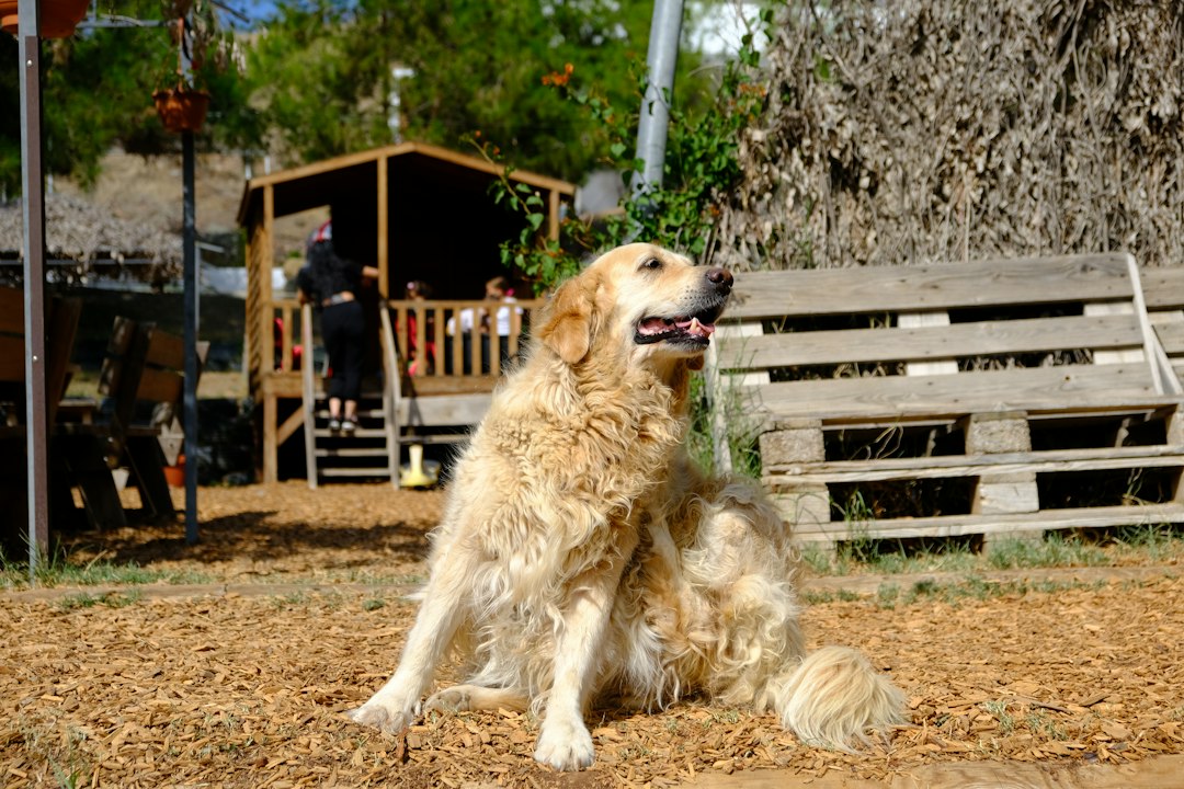 Flöhe beim Hund