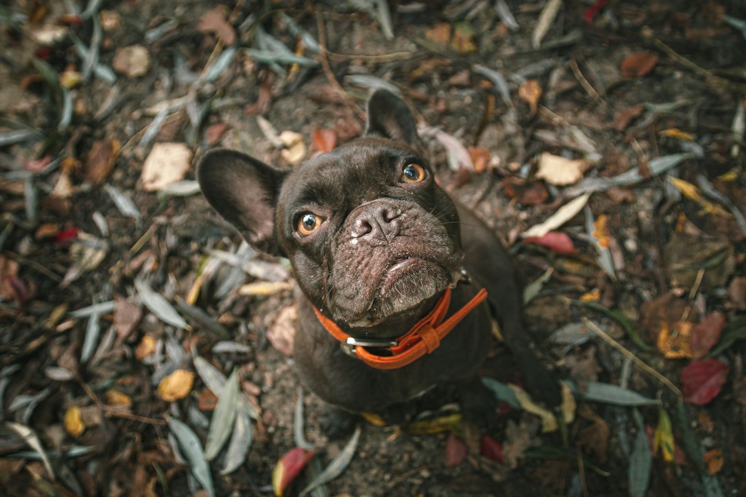 Französische Bulldogge im Freien