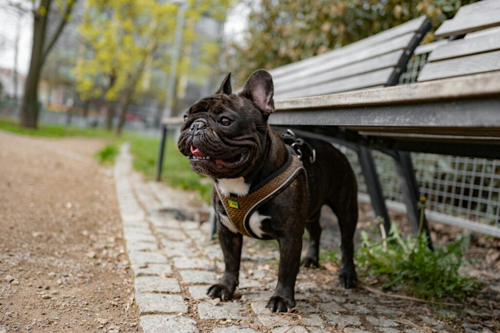 Französische Bulldogge mit Geschirr im Park