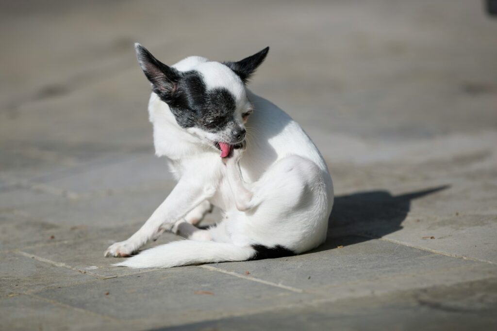 Hund leckt an seiner Pfote