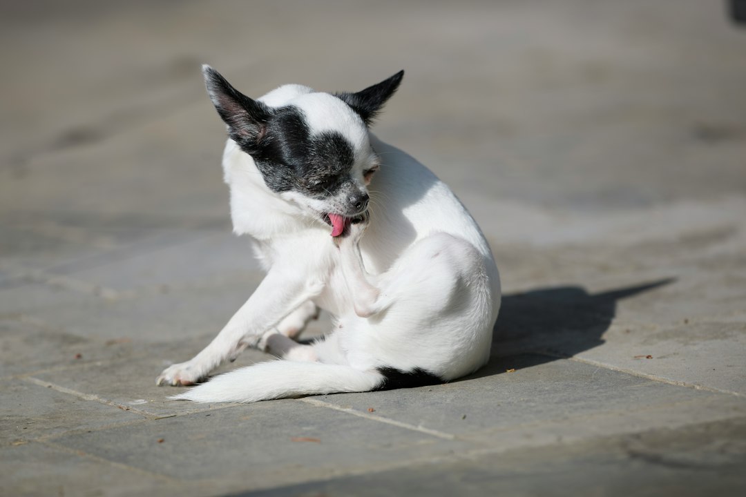 Futtermittelallergie beim Hund