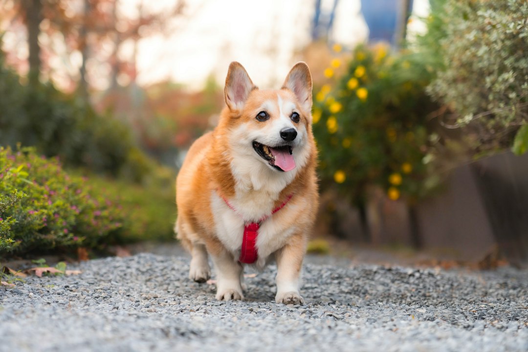 Übergewicht beim Hund erkennen