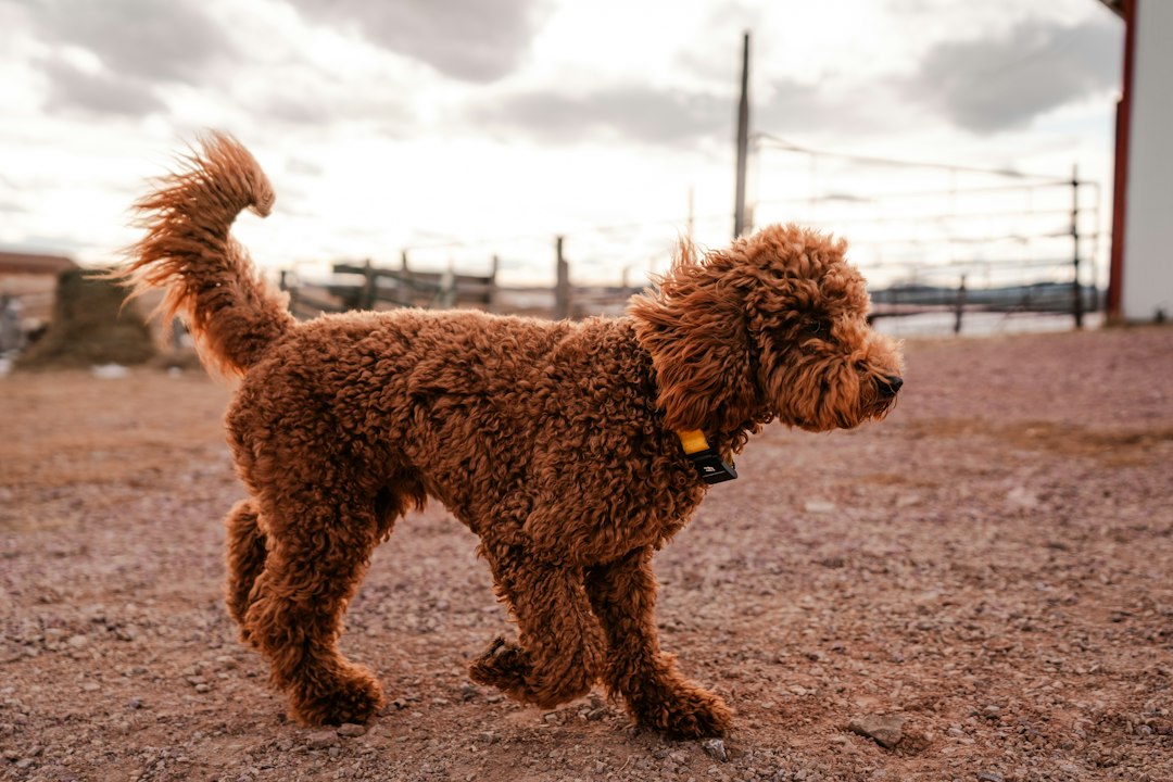 Goldendoodle stehend im Freien