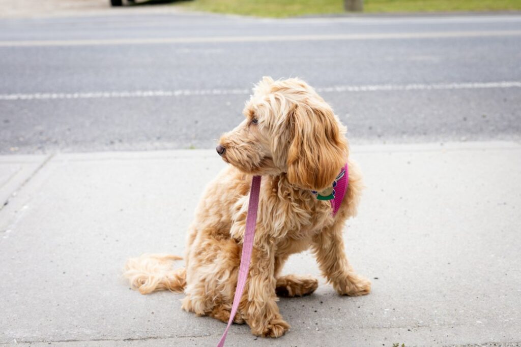 Goldendoodle mit lockigem Fell im Freien