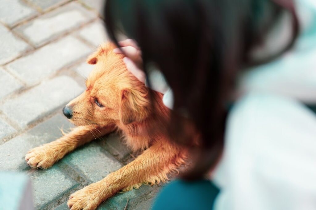 Hund bei einer tierärztlichen Herzuntersuchung