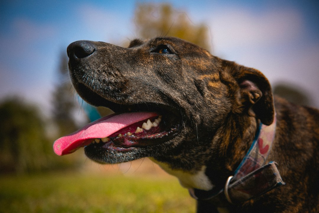 Hitzschlag beim Hund