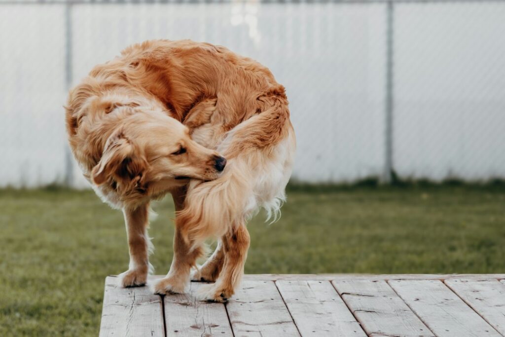 Hund kratzt sich als Symbol für einen Hot Spot und starken Juckreiz