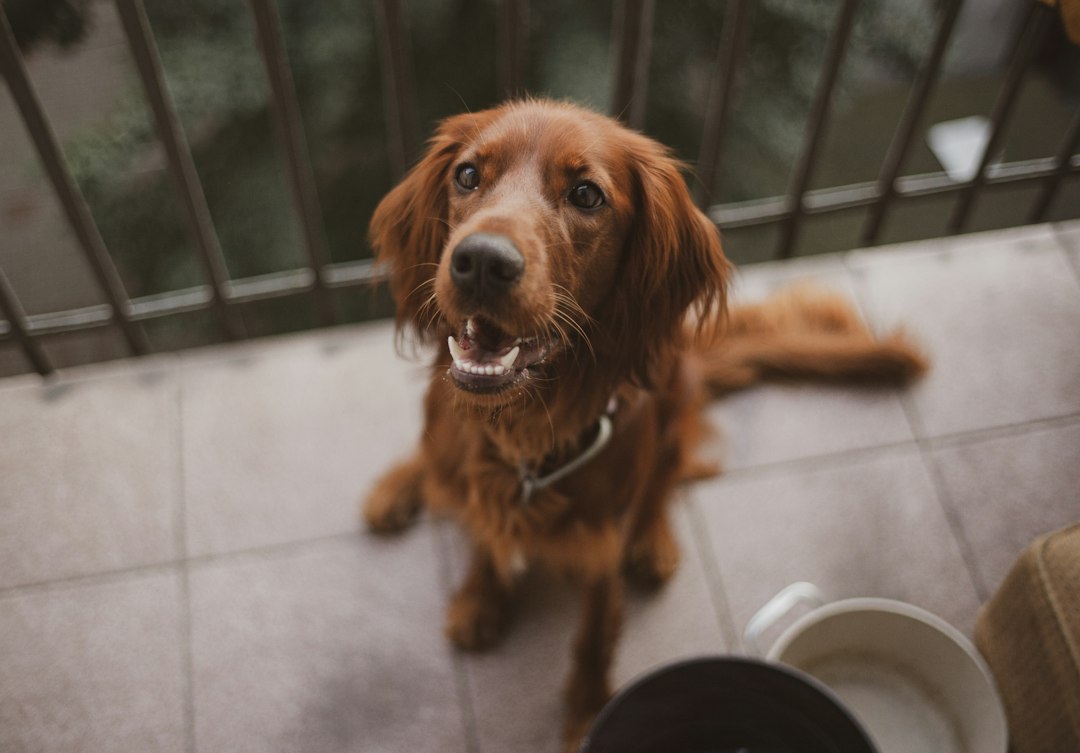Hundeernährung