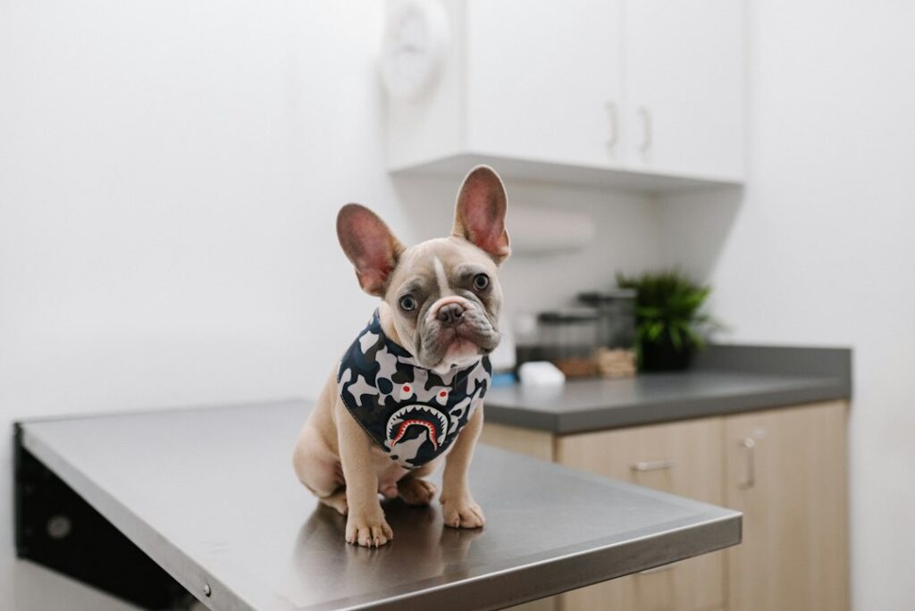 Hund bei einem tierärztlichen Gesundheitscheck