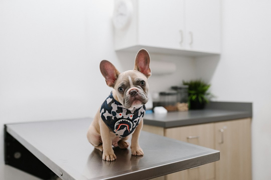Impfungen beim Hund