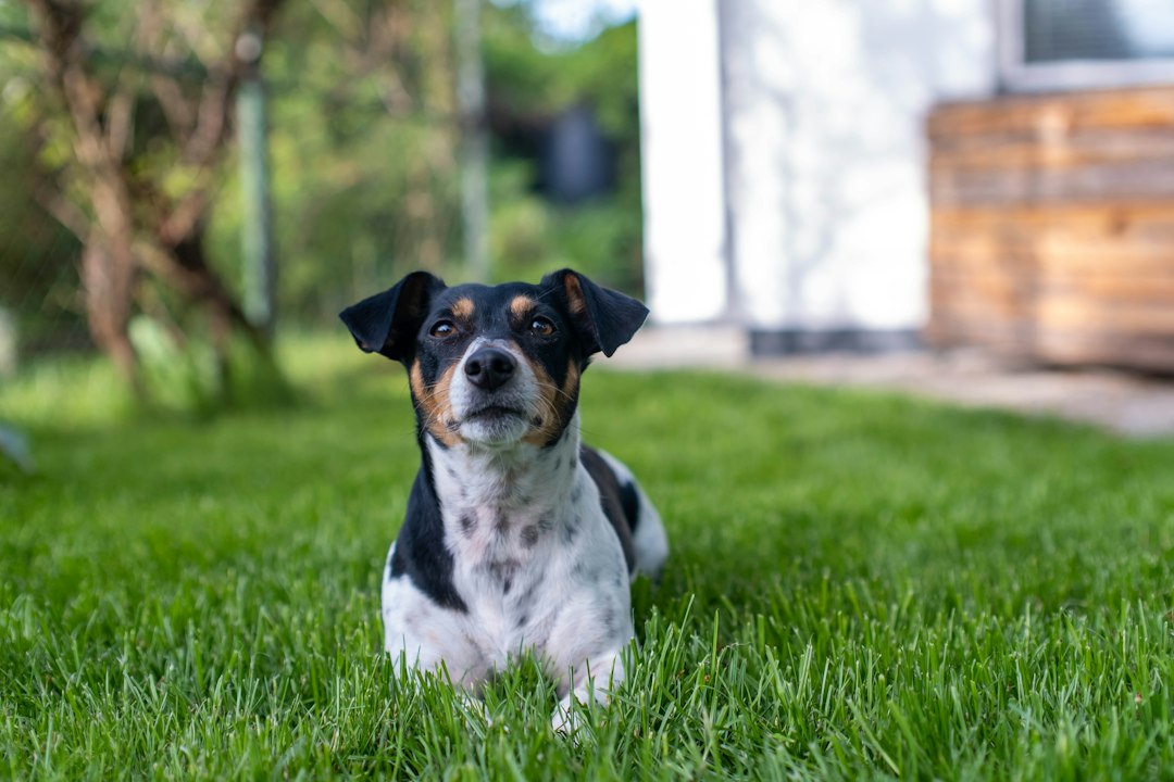 Jack Russell Terrier bei einem Spaziergang