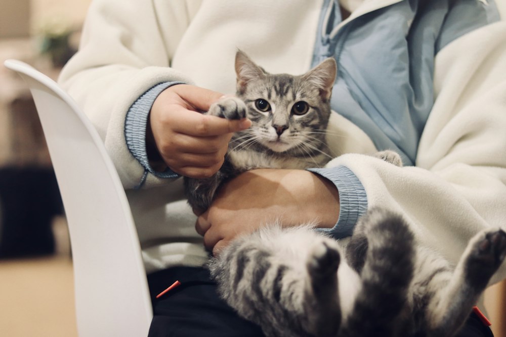 Porträt einer Katze