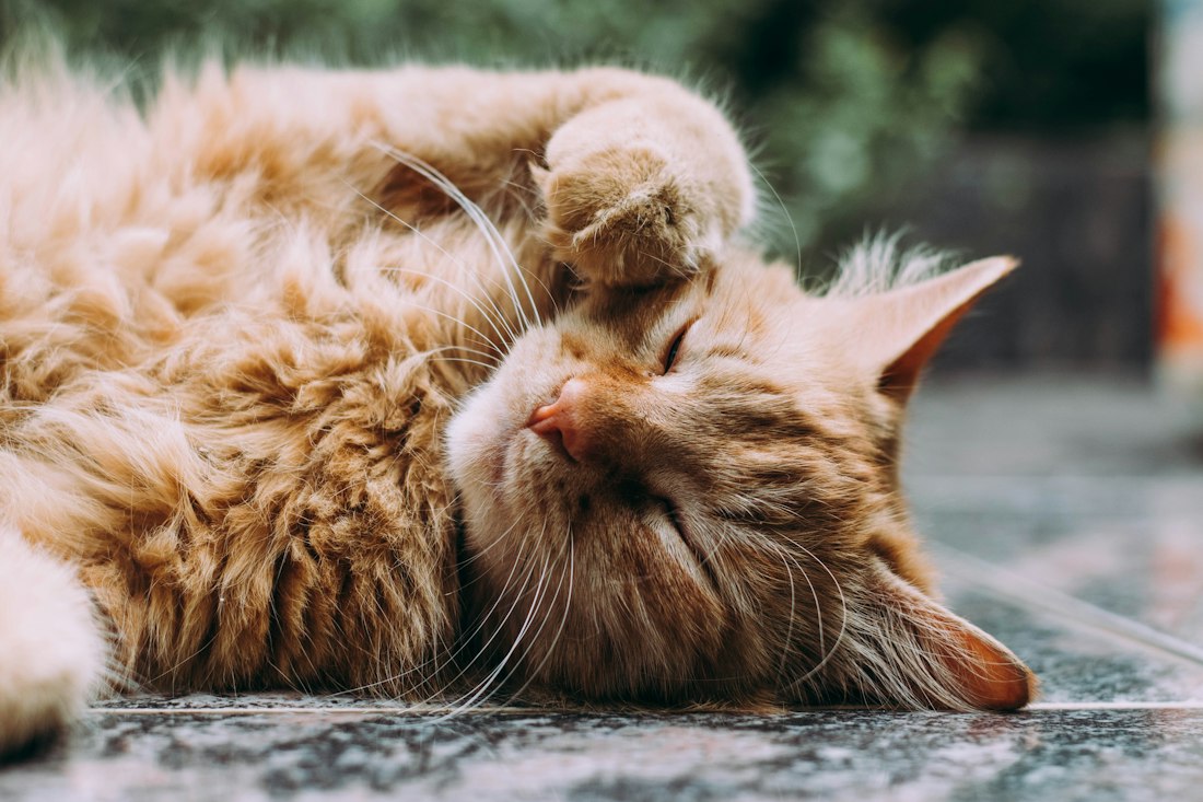 Katze mit Fell