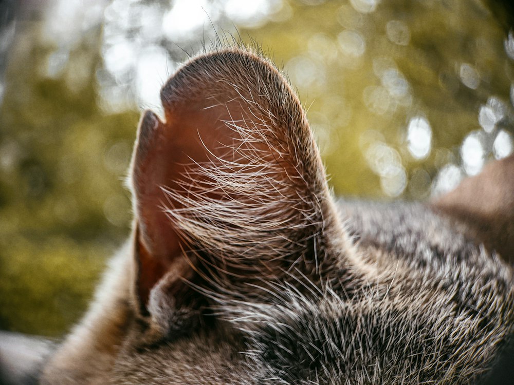 Katze im Freien