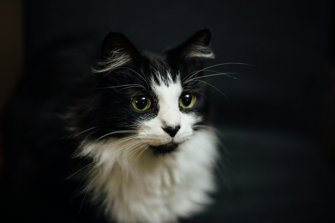 Katze im Porträt
