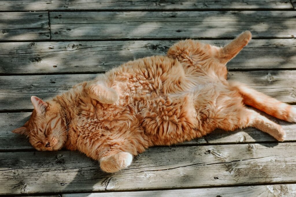 Katze – Gesundheitsratgeber