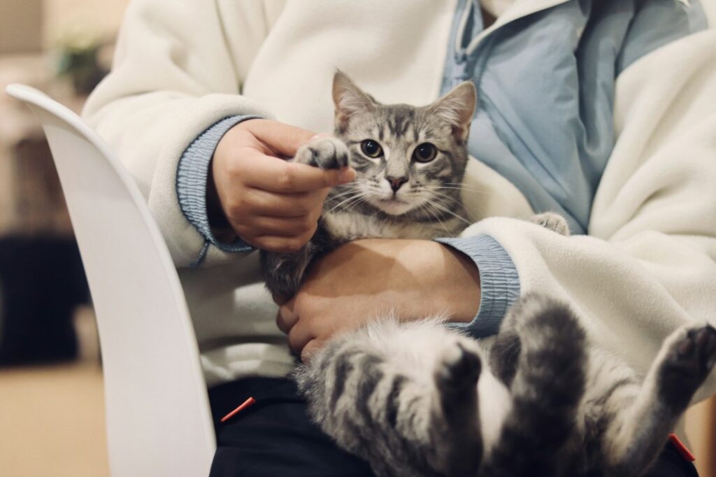 Katze – Gesundheitsratgeber
