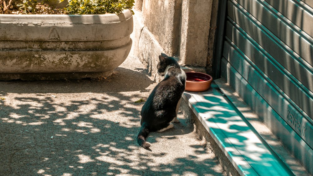 Katze am Wassernapf