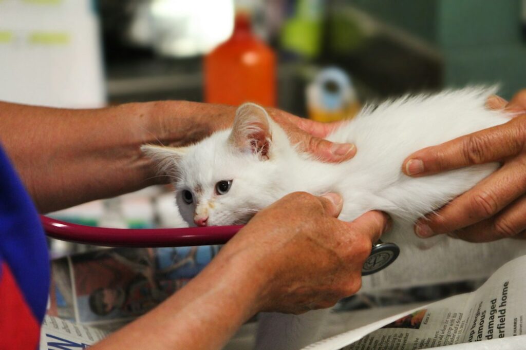 Katze wird in einer Tierarztpraxis untersucht
