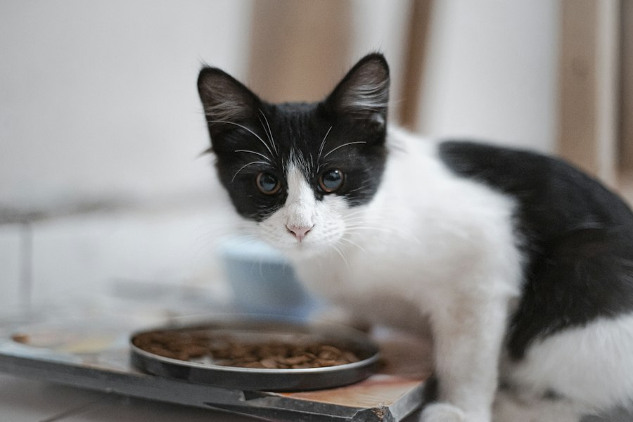 Katze frisst aus einem Napf