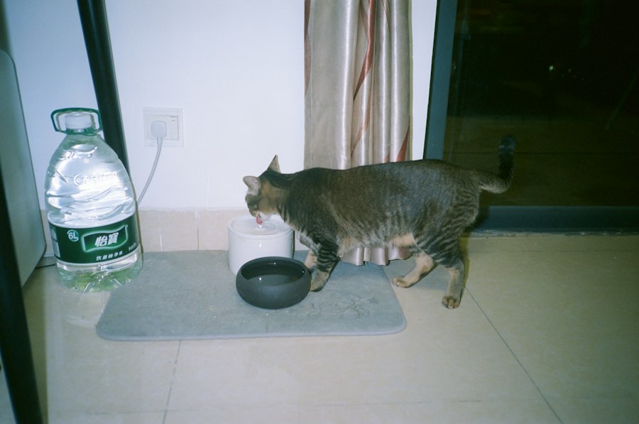 Katze trinkt Wasser