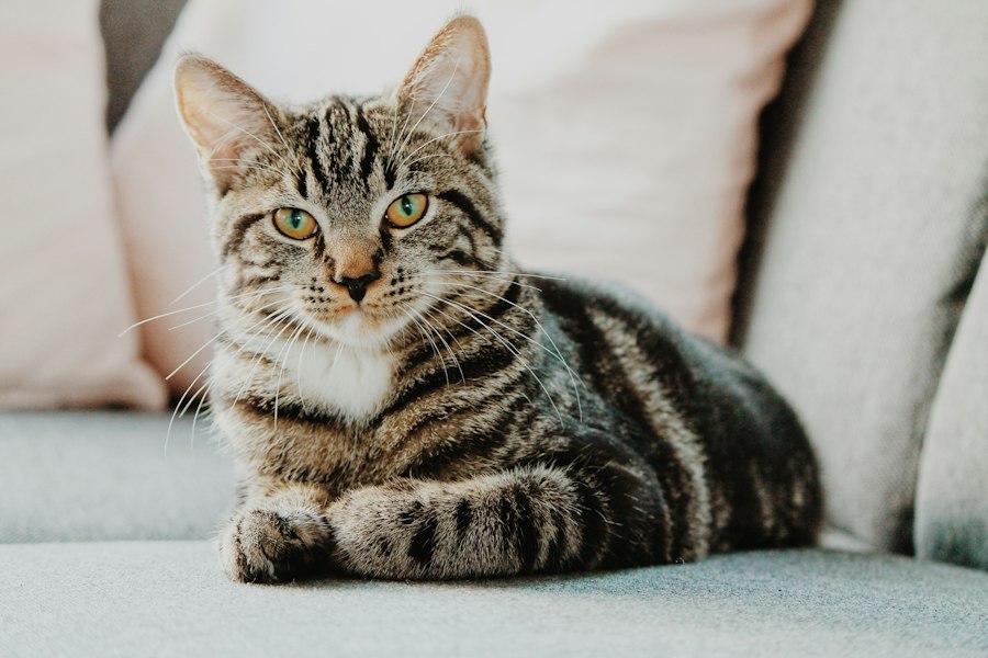 Katzenfoto zur Übersicht Hauskatzen und Mischlinge